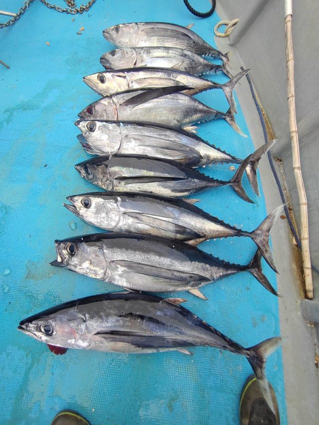 トンボ(ビンナガ)