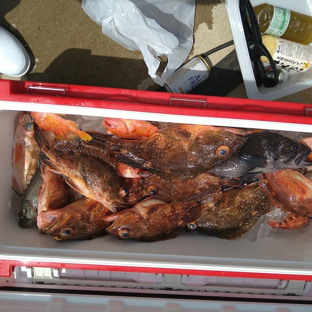 ガシラ(カサゴ)