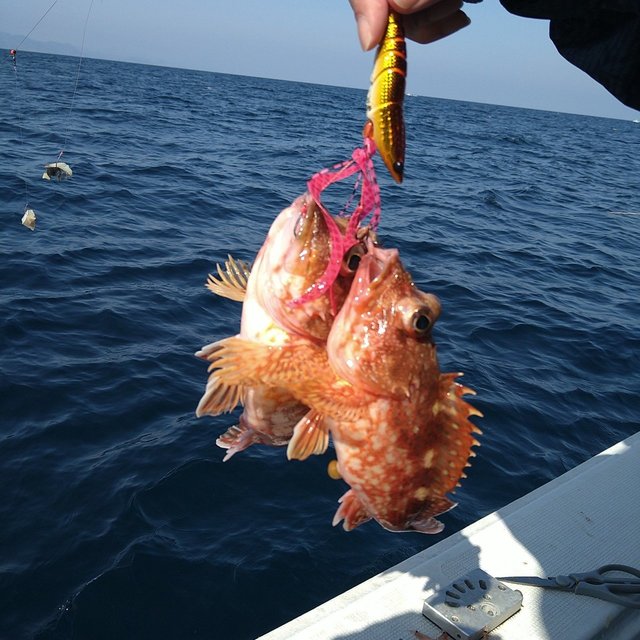 ガシラ(カサゴ)