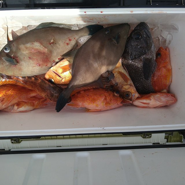 メジロ(ブリ)・ソイ(クロソイ)・ガシラ(カサゴ)・メバル・ウマヅラ(ウマヅラハギ)