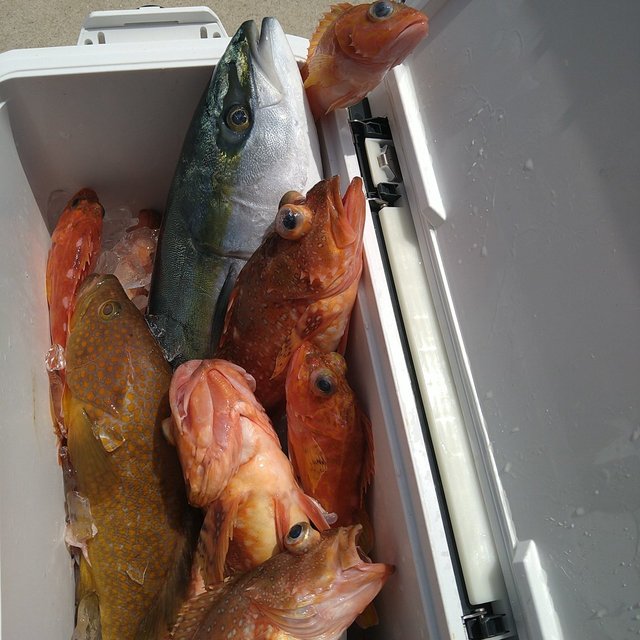 メジロ(ブリ)・ソイ(クロソイ)・ガシラ(カサゴ)