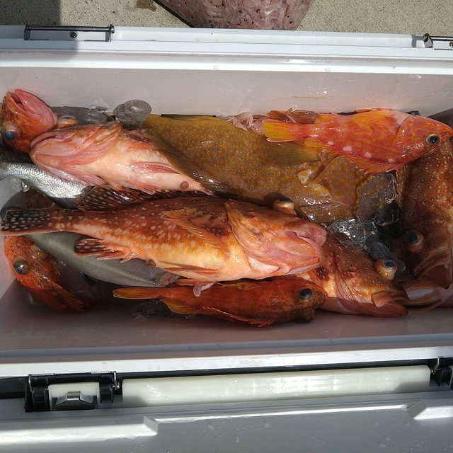 ガシラ(カサゴ)・メバル