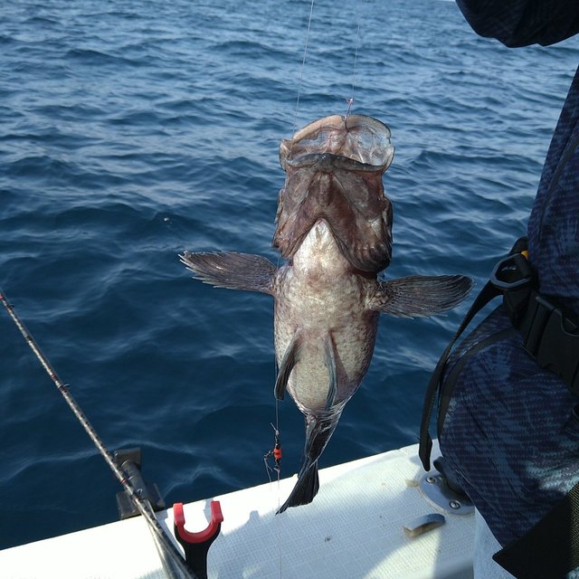 ソイ(クロソイ)