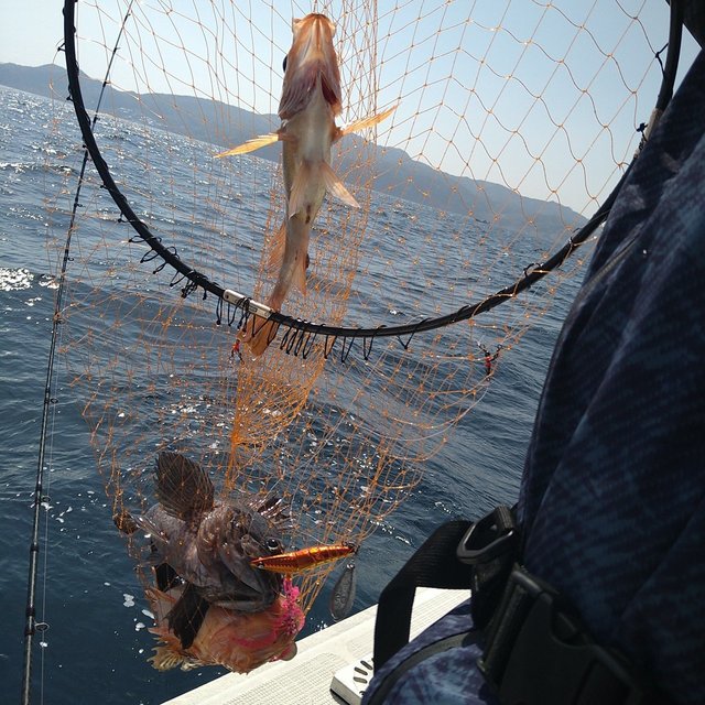 ソイ(クロソイ)