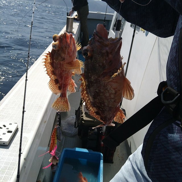 ガシラ(カサゴ)