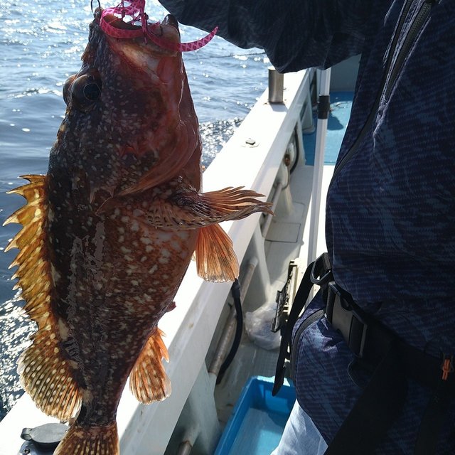 ガシラ(カサゴ)