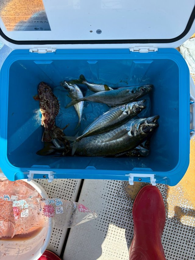 アジ(マアジ)・ガシラ(カサゴ)