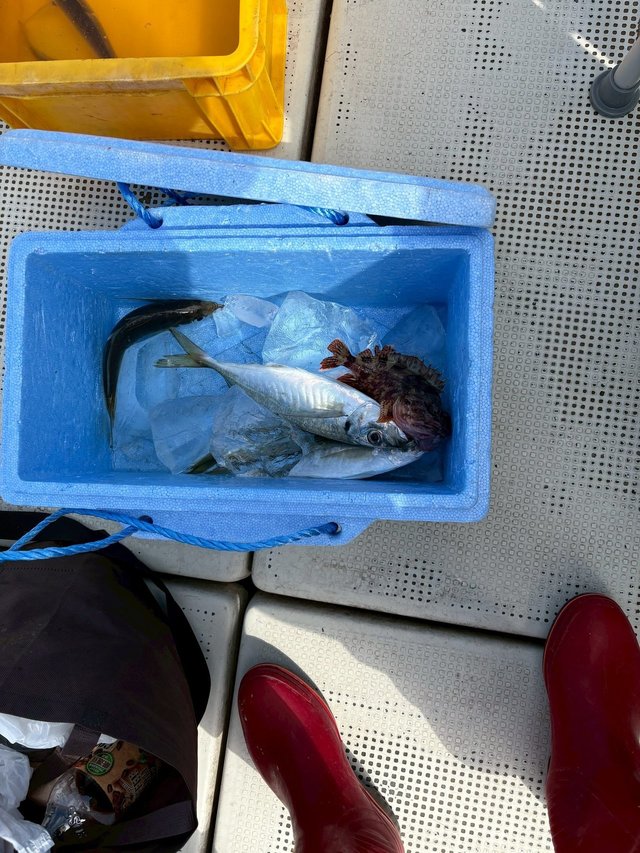 アジ(マアジ)・ガシラ(カサゴ)