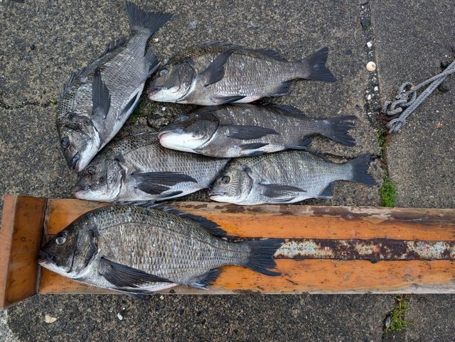 チヌ(クロダイ)