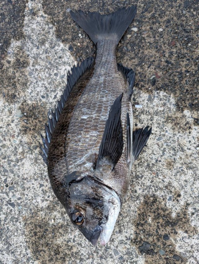 チヌ(クロダイ)