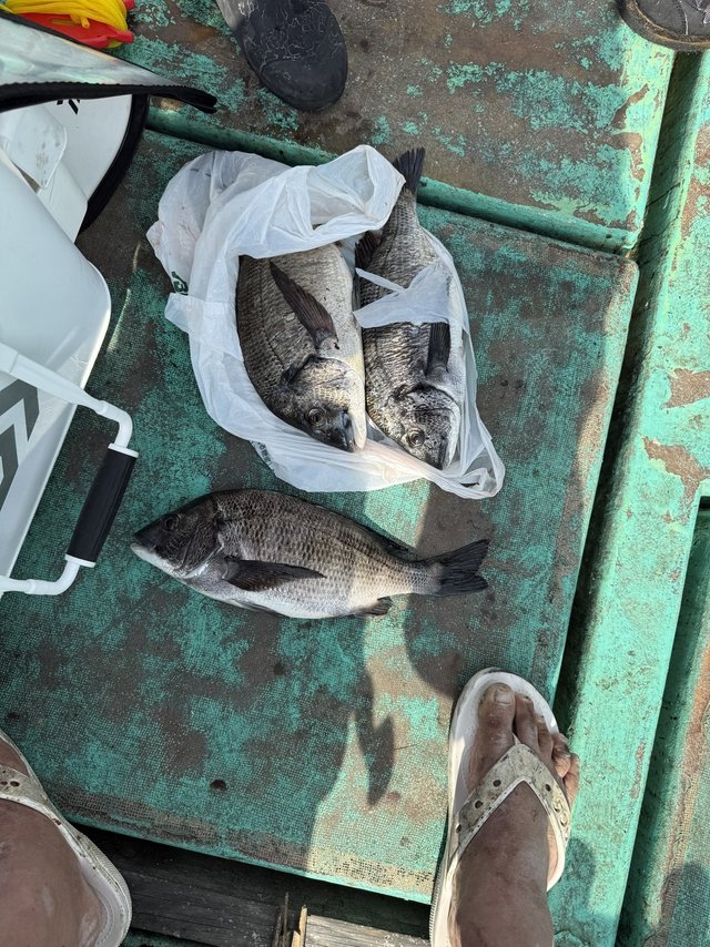 チヌ(クロダイ)