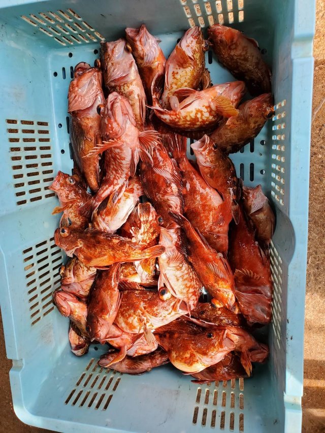 ガシラ(カサゴ)