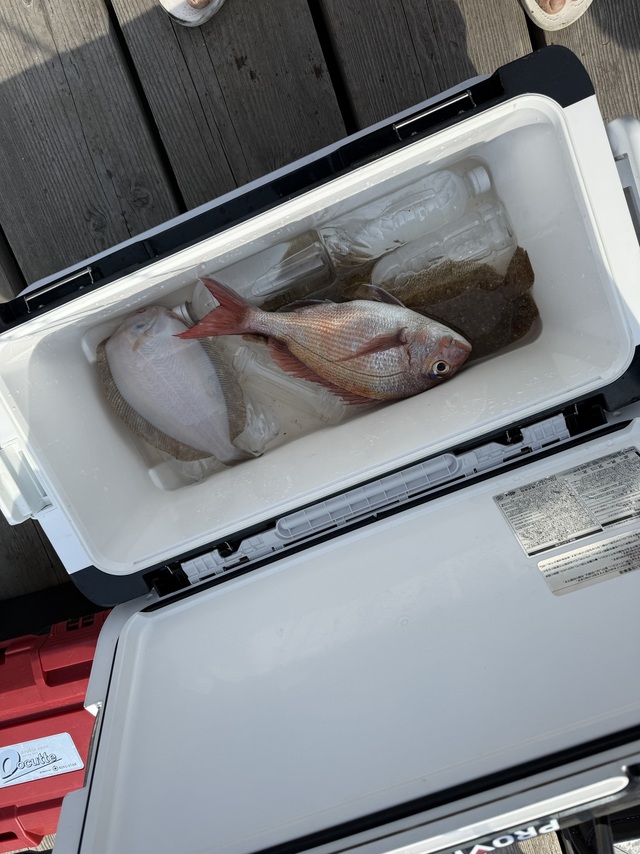 タイ(マダイ)・ヒラメ・ガンゾウヒラメ(ガンゾウビラメ)