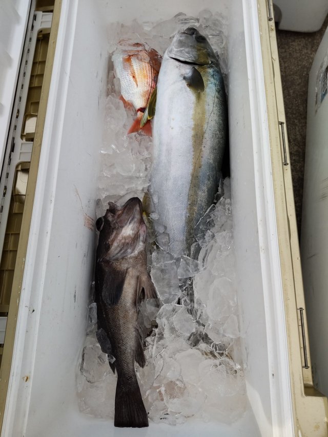 ヒラマサ・ソイ(クロソイ)