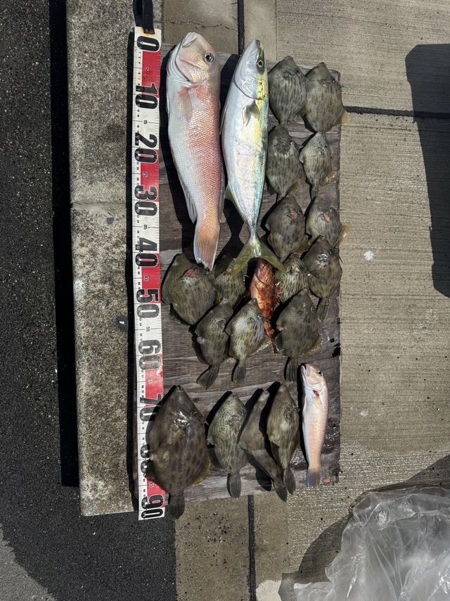 ハマチ(ブリ)・シロアマダイ・カワハギ