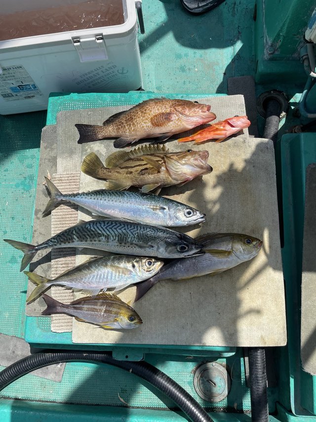 ホウキハタ・オオモンハタ・アジ(マアジ)・イサギ(イサキ)・ガシラ(カサゴ)・サバ(ゴマサバ)