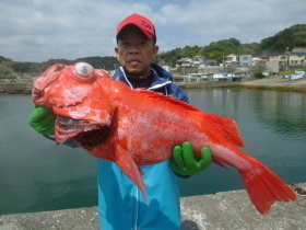 ベニアコウ(オオサガ)