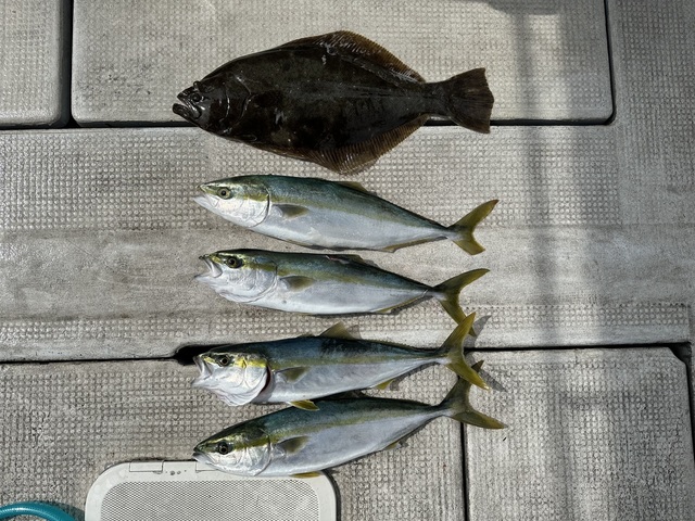 ハマチ(ブリ)・ヒラメ