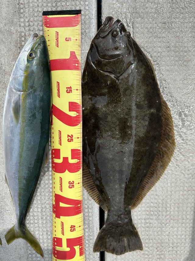 ハマチ(ブリ)・ヒラメ