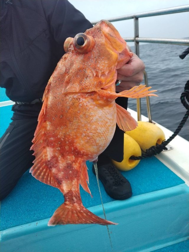 ボッコ(カサゴ)