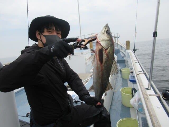 シーバス(スズキ)