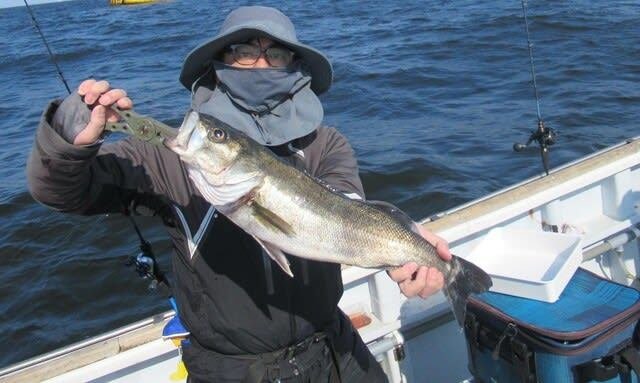 シーバス(スズキ)