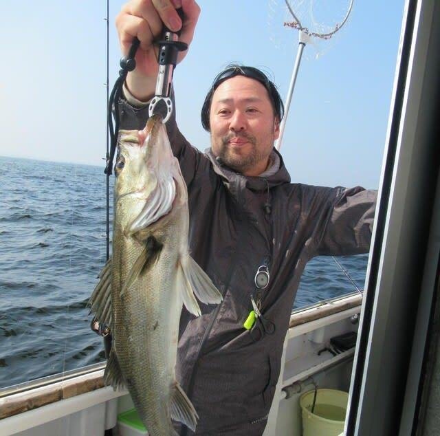 シーバス(スズキ)