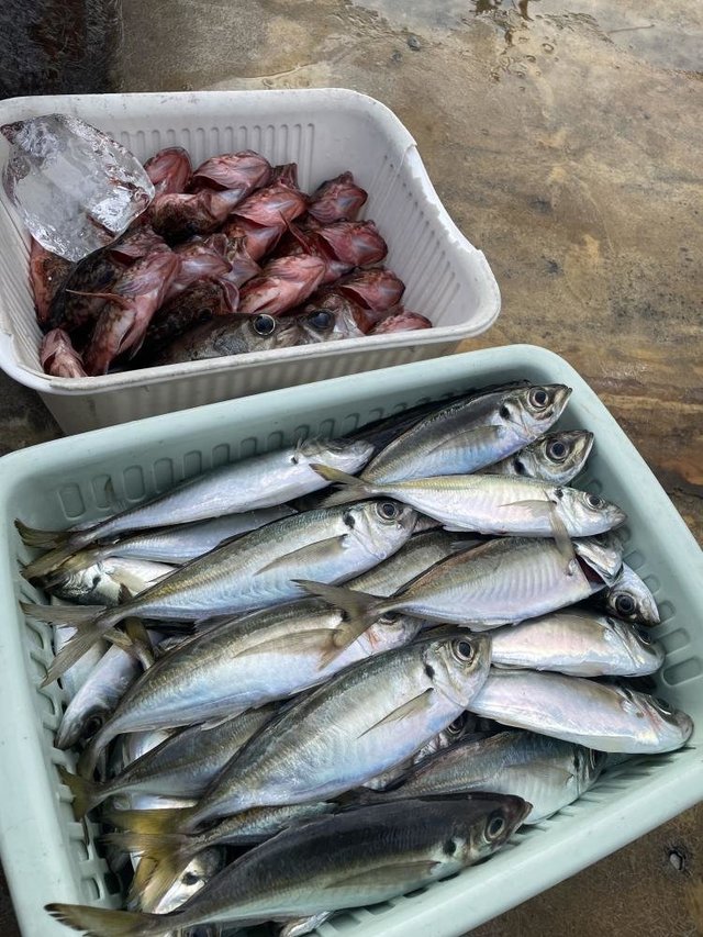 アジ(マアジ)・カサゴ