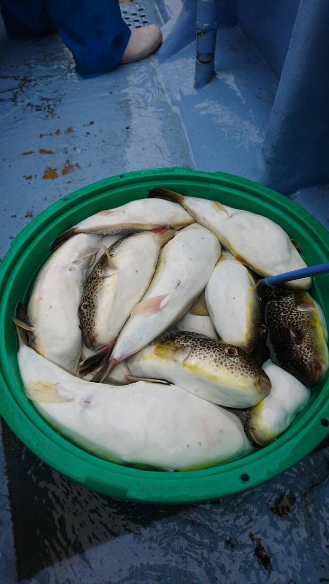 ショウサイフグ