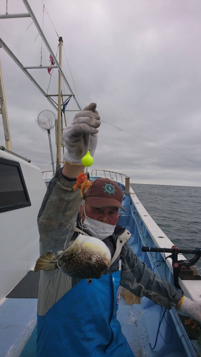 ショウサイフグ