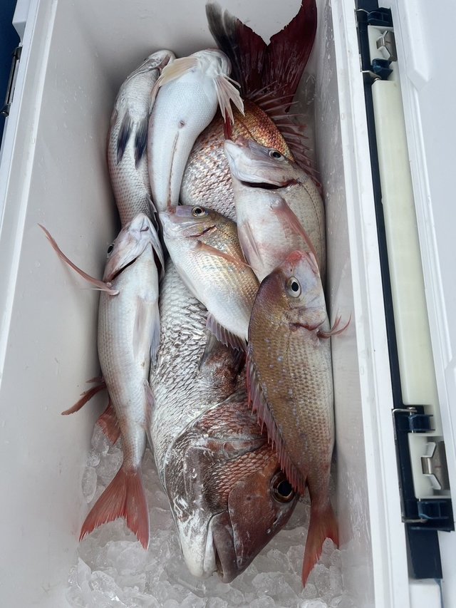 マダイ・ハナダイ(チダイ)