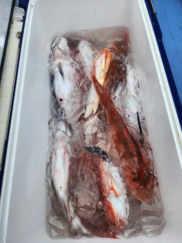 マダイ・ホウボウ