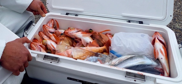 オキメバル(ウスメバル)