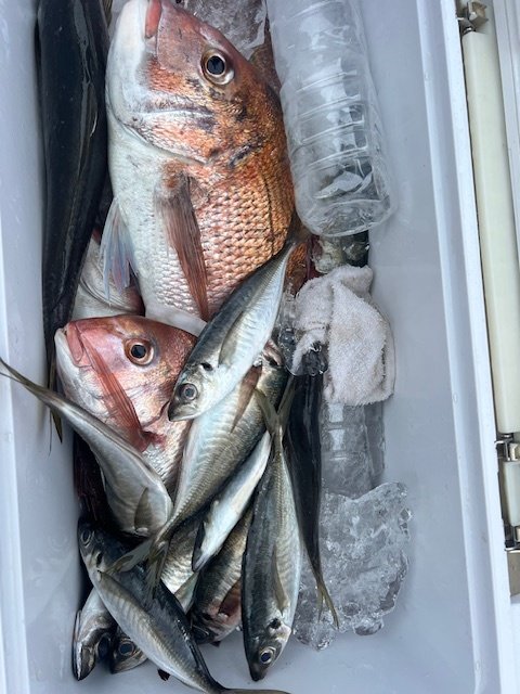 マダイ・アジ(マアジ)