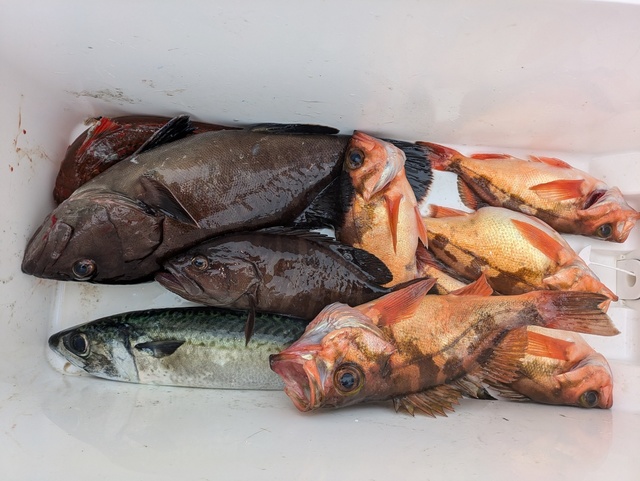 メバル(ウスメバル)