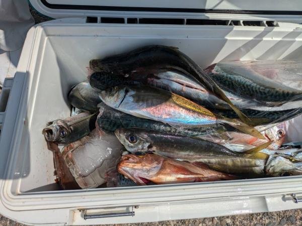 ハナダイ(チダイ)・アジ(マアジ)・オキメバル(ウスメバル)・サバ(ゴマサバ)