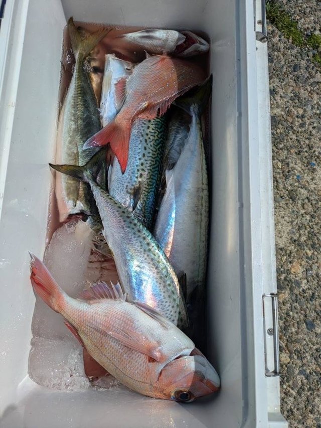 ハナダイ(チダイ)・アジ(マアジ)・サバ(ゴマサバ)