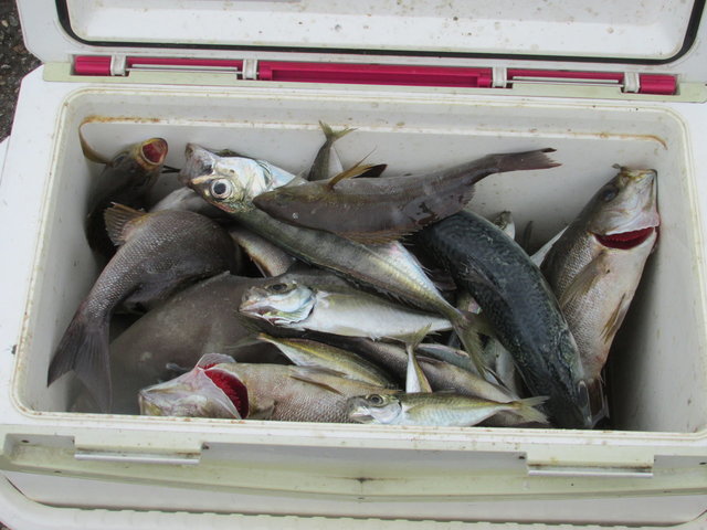 アジ(マアジ)・イサキ