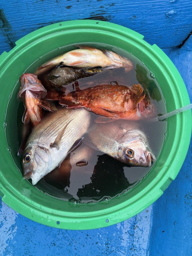 マダイ・カサゴ・メバル