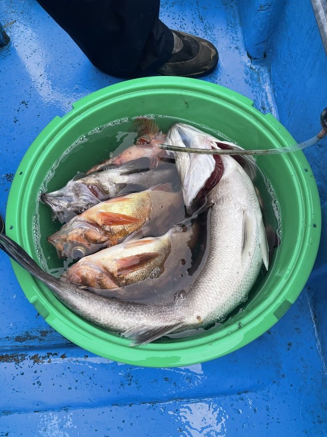 スズキ・メバル