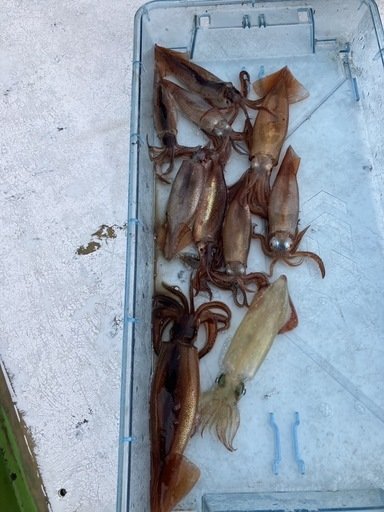 ムギイカ(スルメイカ)