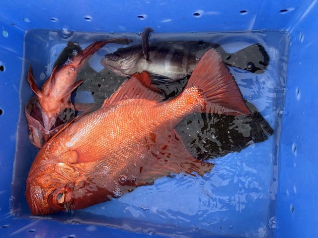 キントキ(チカメキントキ)・カサゴ・ヒラメ・ハタ(マハタ)