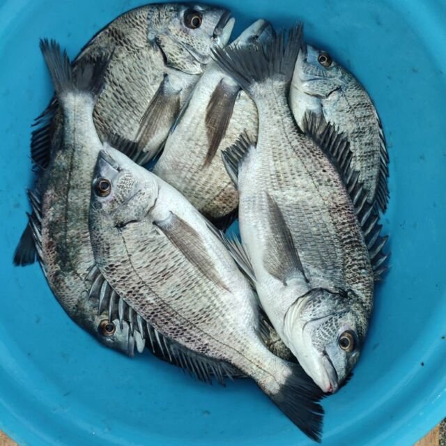 チヌ(クロダイ)