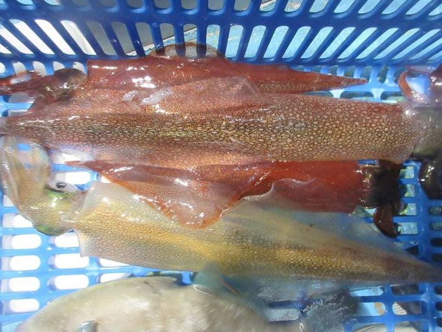 ヤリイカ・ムギイカ(スルメイカ)