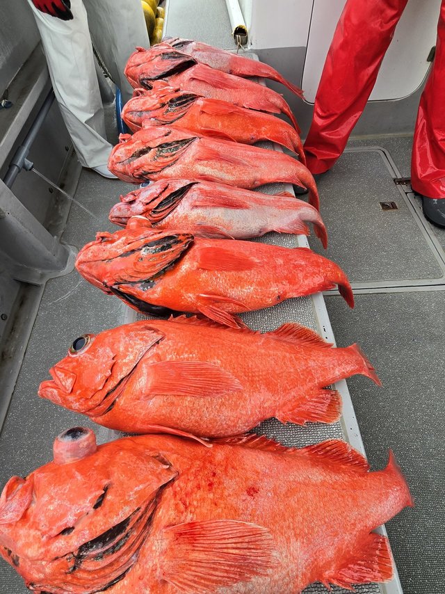 ベニアコウ(オオサガ)