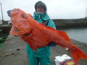 ベニアコウ(オオサガ)