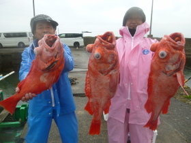 ベニアコウ(オオサガ)