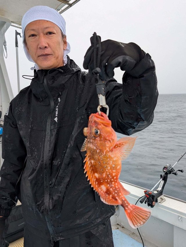 ウッカリカサゴ