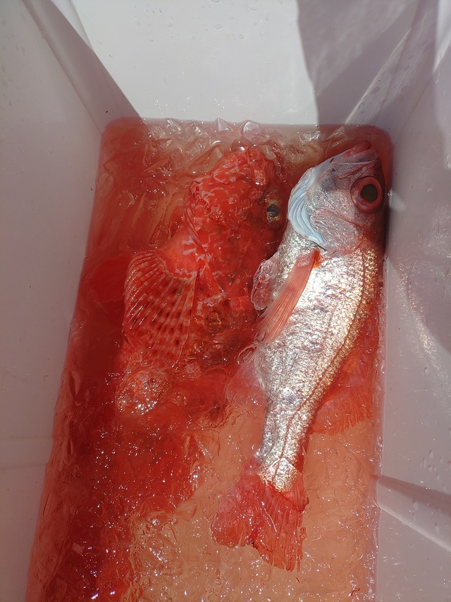 アカムツ・オニカサゴ