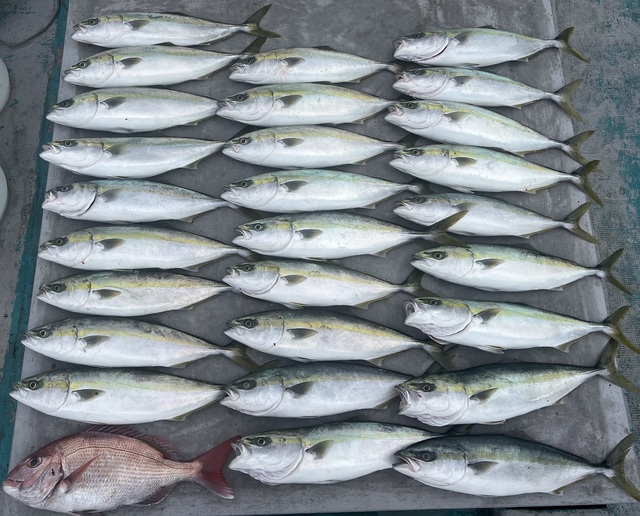 マダイ・ハマチ(ブリ)